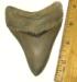 Aurora Megalodon Tooth